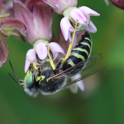 Sand Wasp
Bembix americana